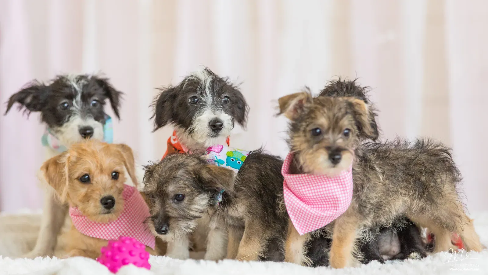 Conclusion: Your Puppy Deserves a Truthful Beginning (Image Credits: Wikimedia)