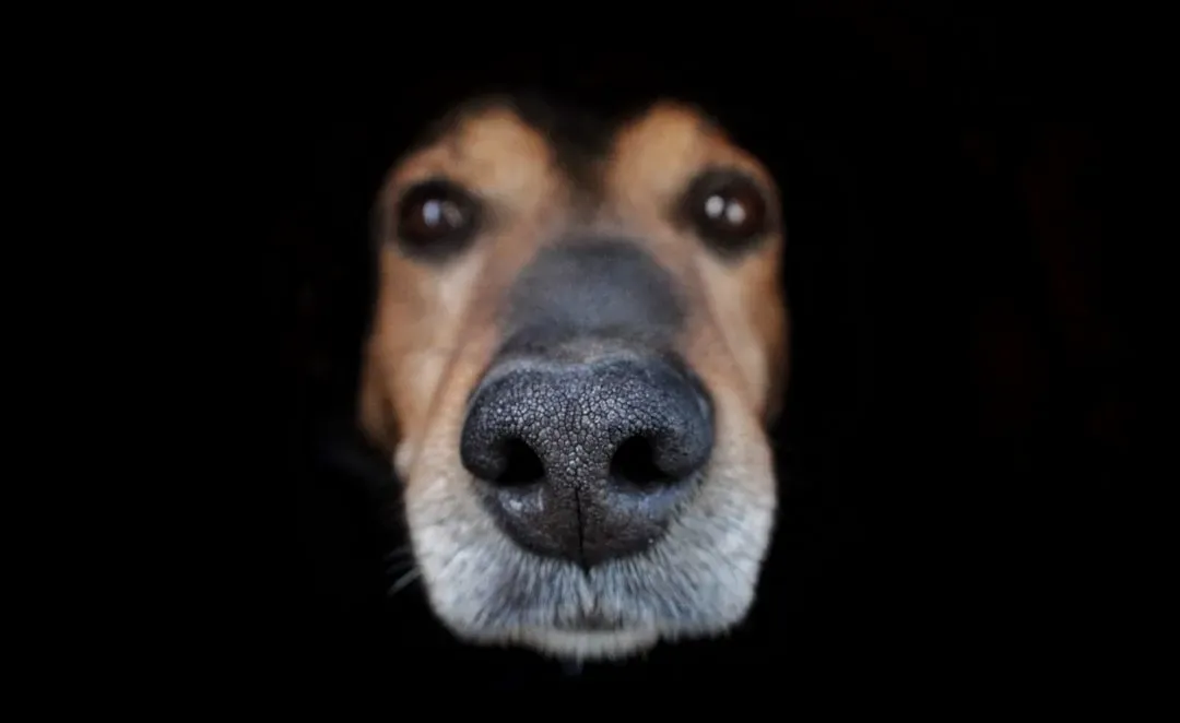The Biology Behind the Supernose (Image Credits: Unsplash)