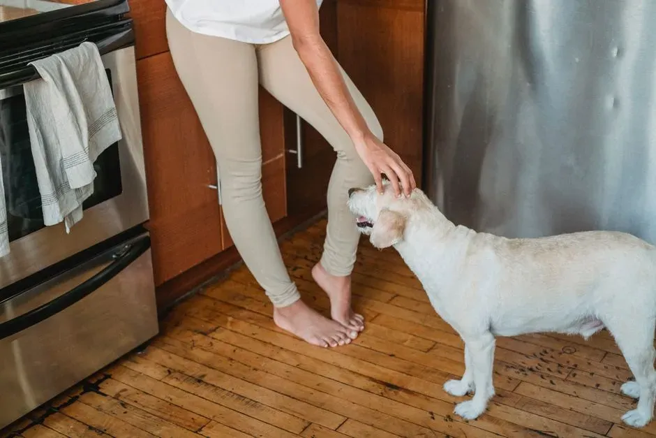 6. They Follow You From Room to Room Like a Furry Shadow (Image Credits: Pexels)