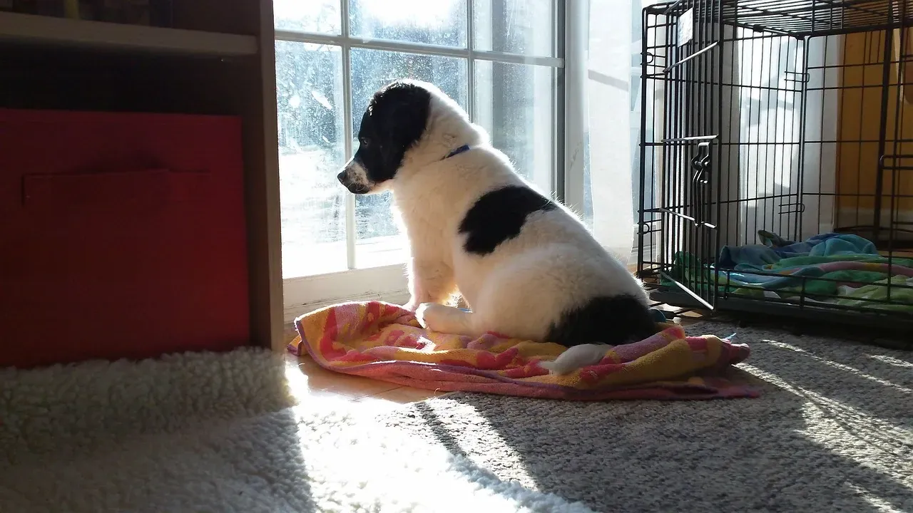 Grief and Longing Look a Lot Like Waiting (Image Credits: Pixabay)