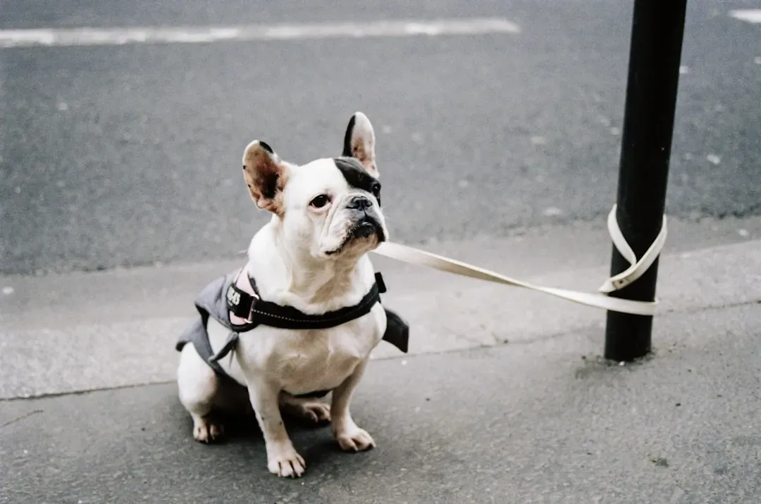 12. French Bulldog: The Charming City Dog With a Big Personality (Image Credits: Unsplash)