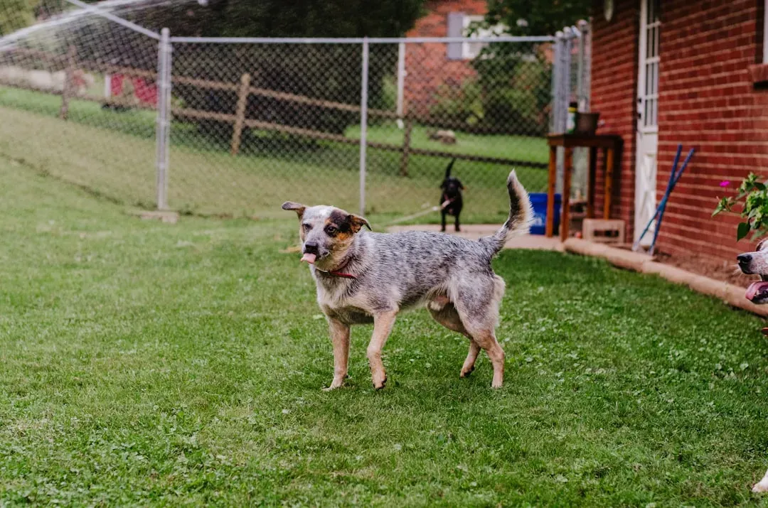 The Working Breed in a Suburban Home (Image Credits: Unsplash)