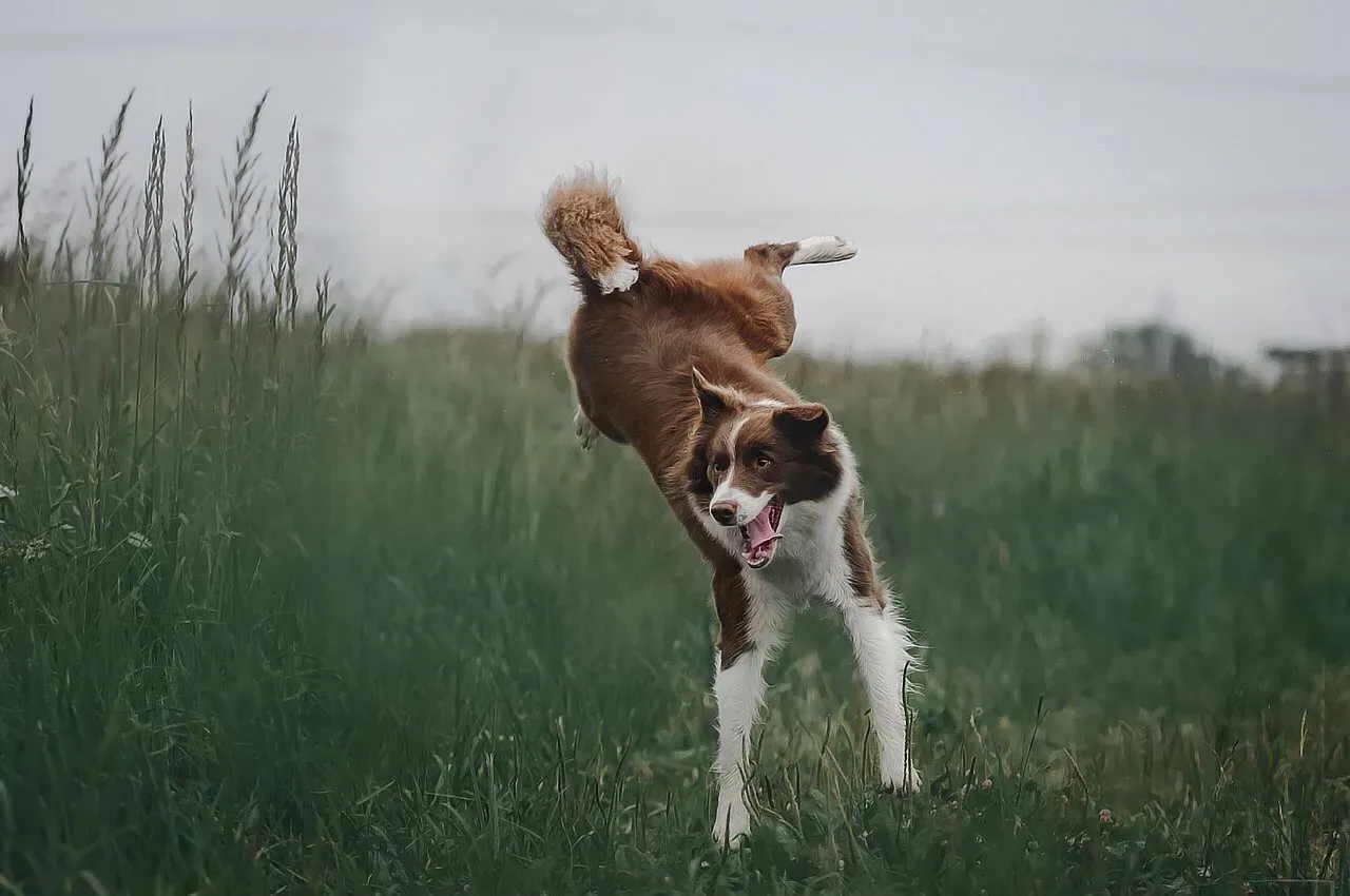 #1 - Letting the Dog Quietly Outrank Everything Else (Image Credits: Pixabay)