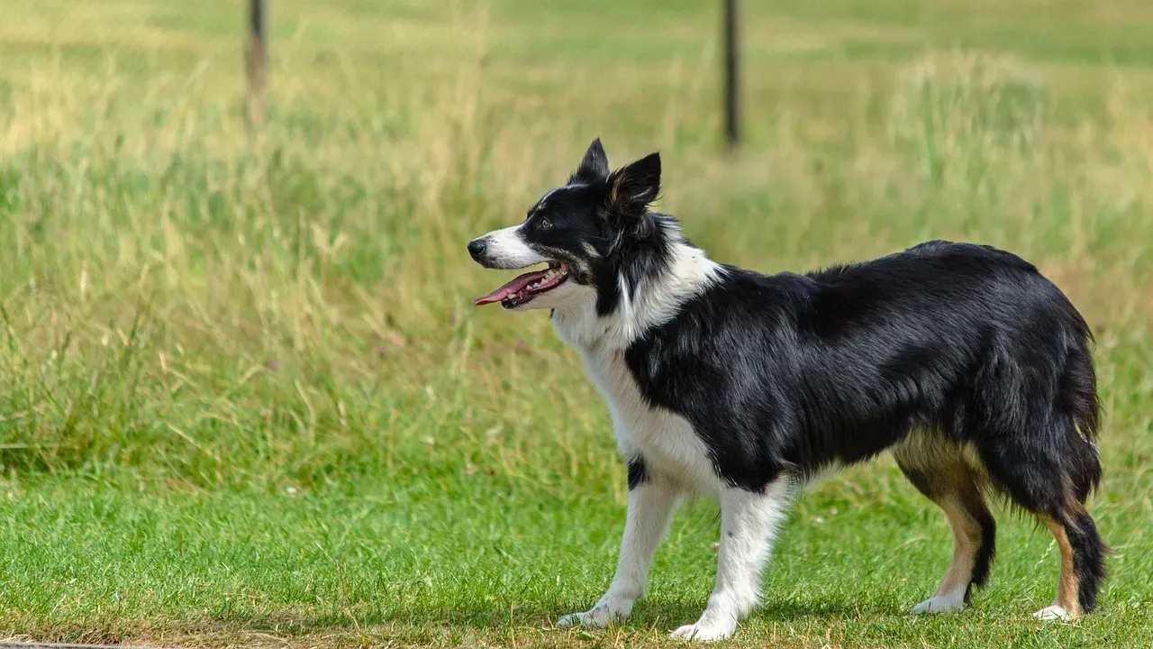 Border Collie: The Overachiever With Eyes That Never Quit (Image Credits: Pixabay)