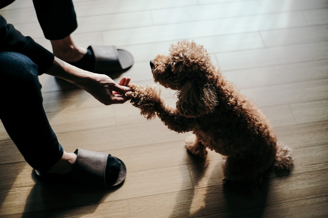 Sticking Your Hand Out to Greet Strange Dogs Is Safe (Image Credits: Unsplash)