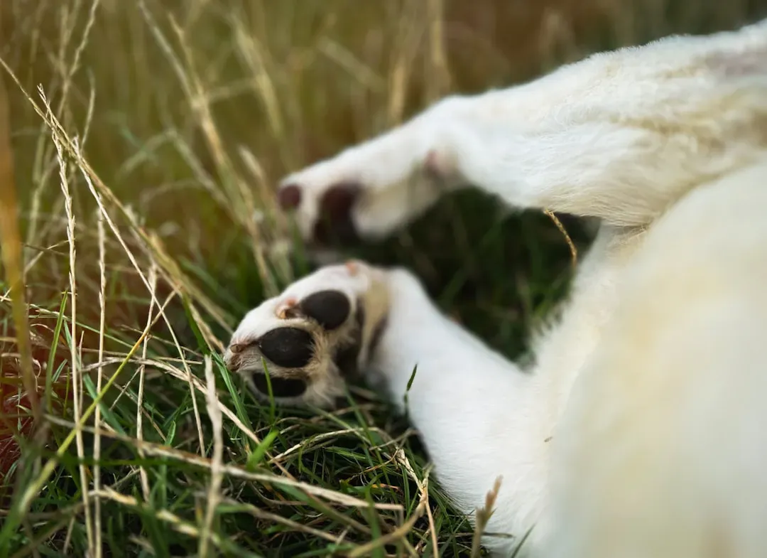#4 - Paw Pads That Tell the Truth About Exercise (and Pain) (Image Credits: Unsplash)