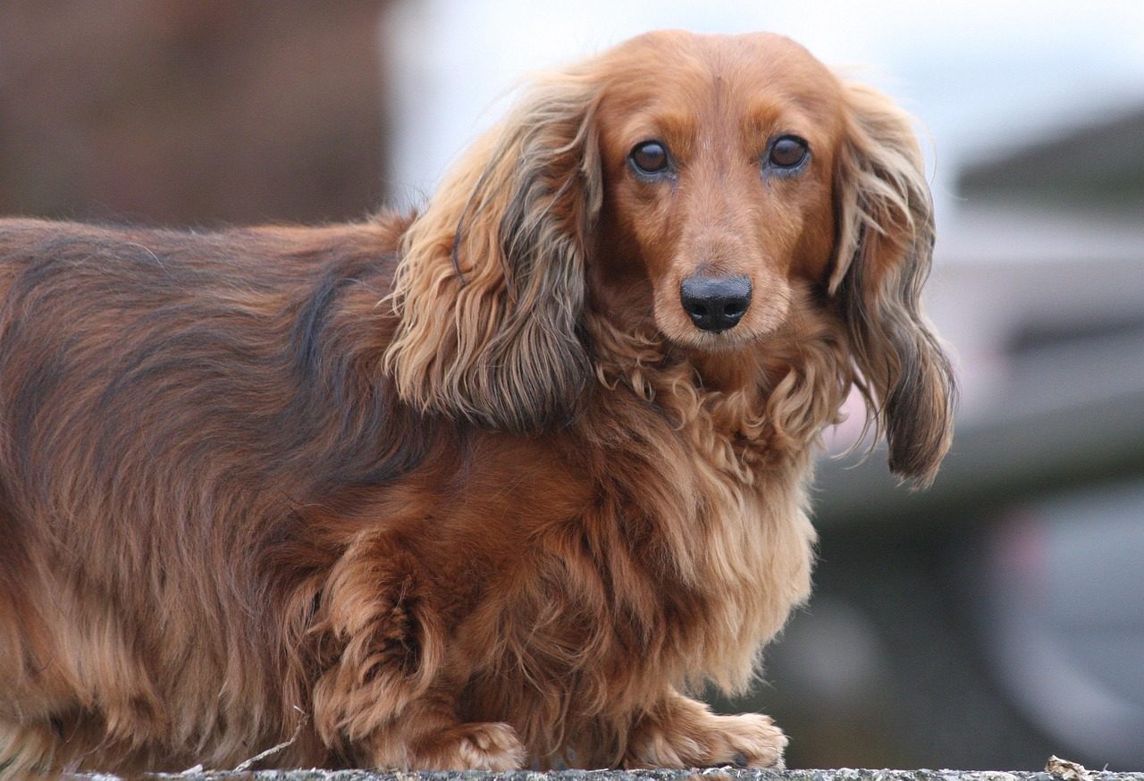 Leo and the Attention-Demanding Star (Image Credits: Pixabay)