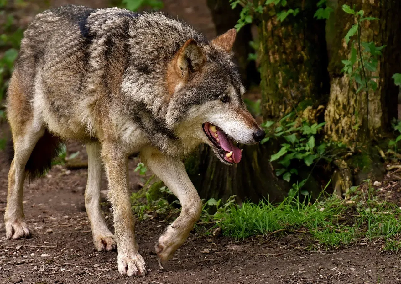 It Goes Back to the Wild: The Pack Instinct Runs Deep (Image Credits: Pixabay)