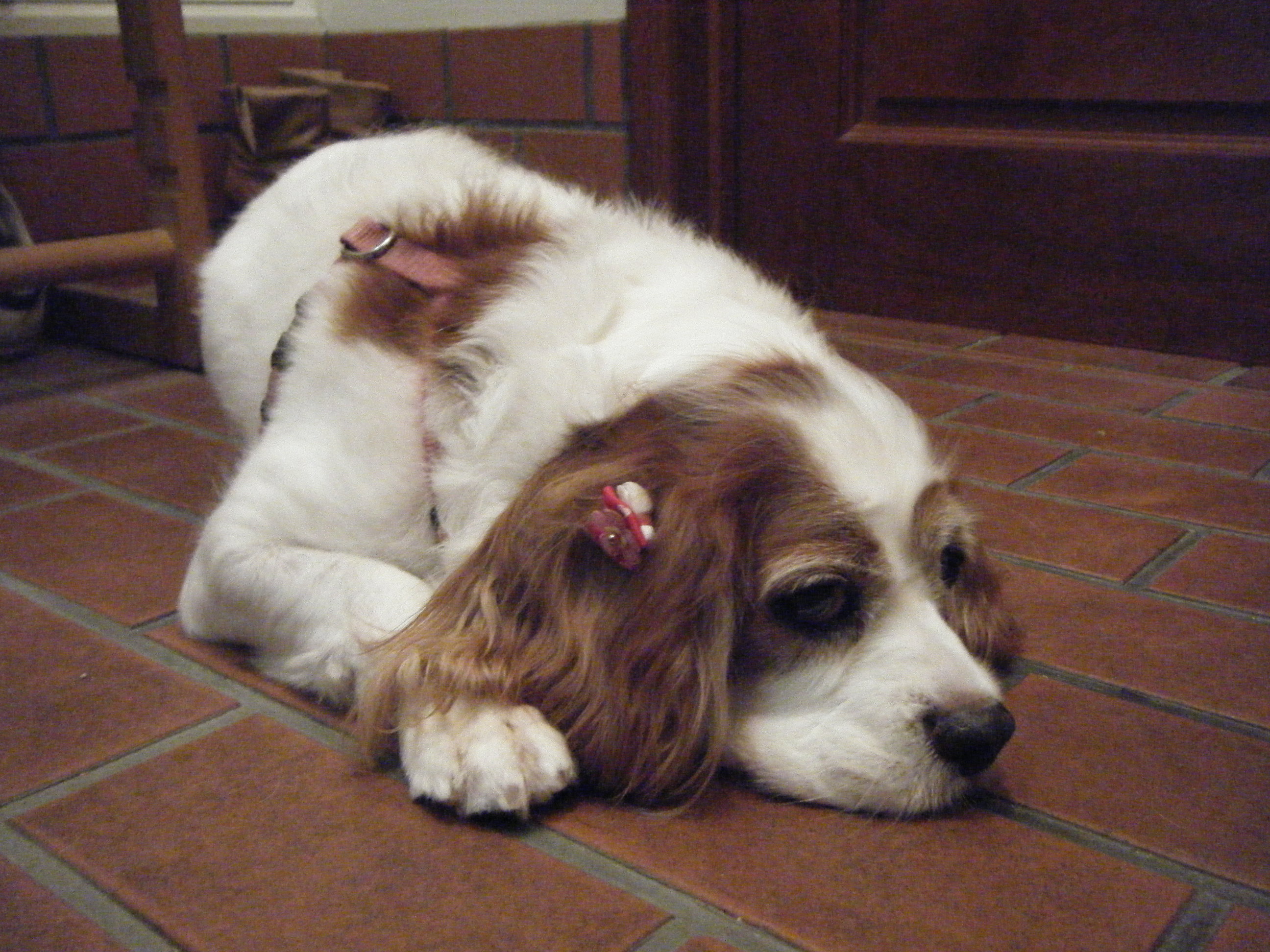Cavalier King Charles Spaniels: Royal Companions for City Life (Image Credits: Wikimedia)