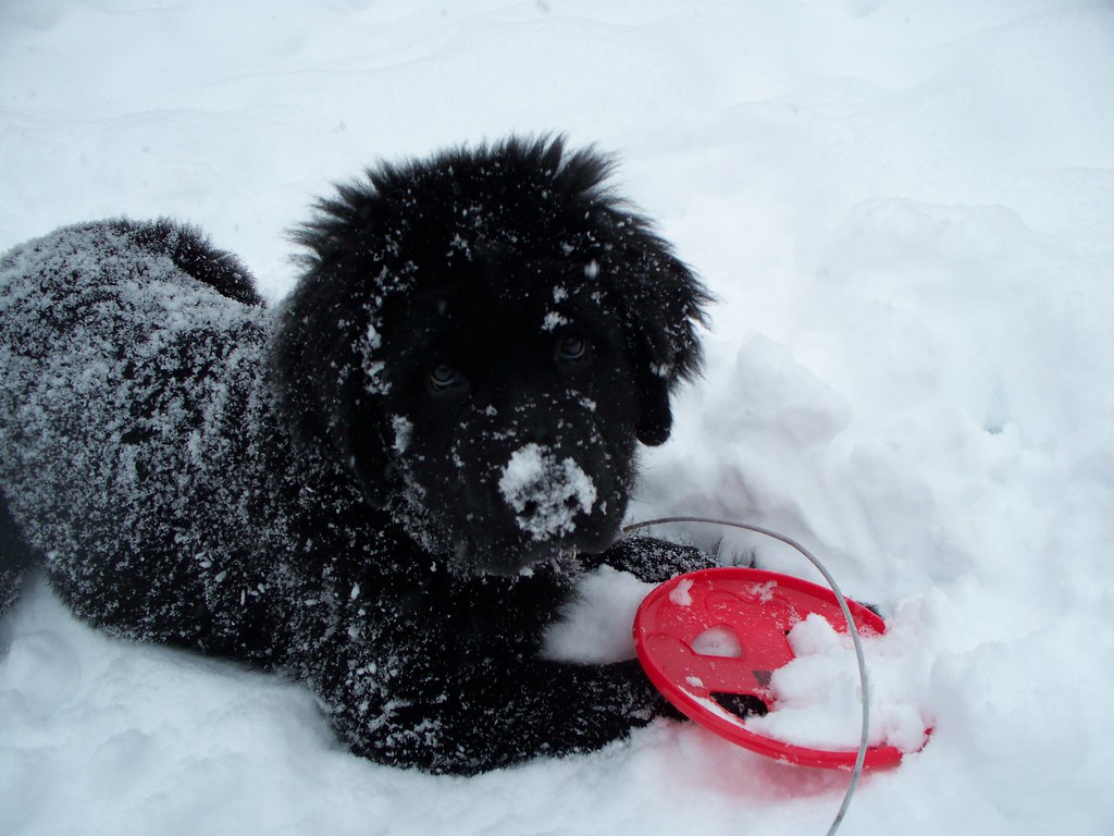 Newfoundland - The Gentle Water-Loving Snow Dog (Image Credits: Flickr)
