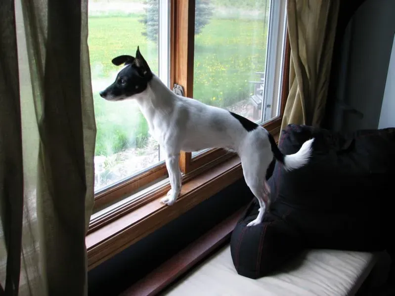 Window Perches and Sunny Spots: Sensory Enrichment Stations (Image Credits: Flickr)