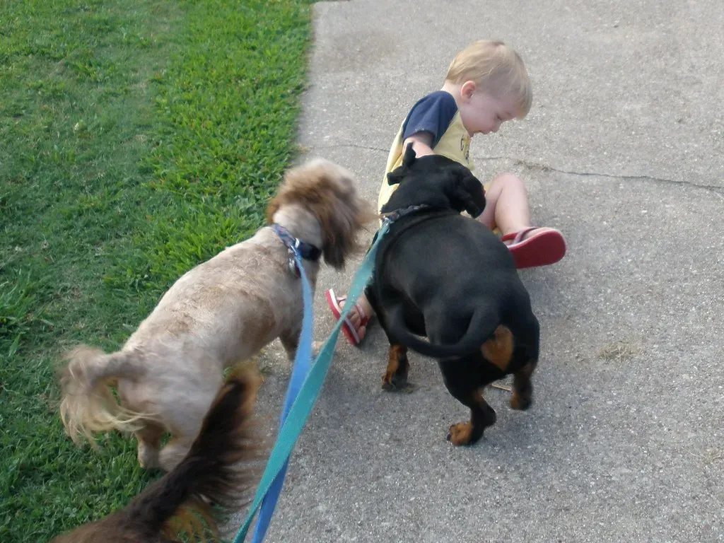 #12 - After-School Chaos Can Overwhelm Sensitive Dogs (Tobyotter, Flickr, CC BY 2.0)