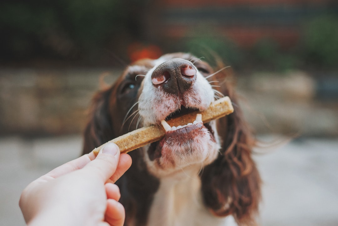 Create a Calm Eating Environment (Image Credits: Unsplash)