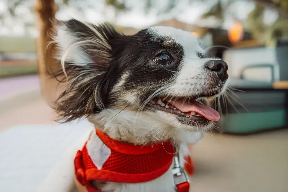 #7 - The Dog Is Microchipped, Vaccinated, and Actually Up to Date (Image Credits: Pexels)