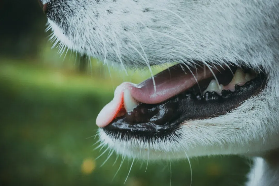 #6 - The Smell That Speaks First (Image Credits: Unsplash)