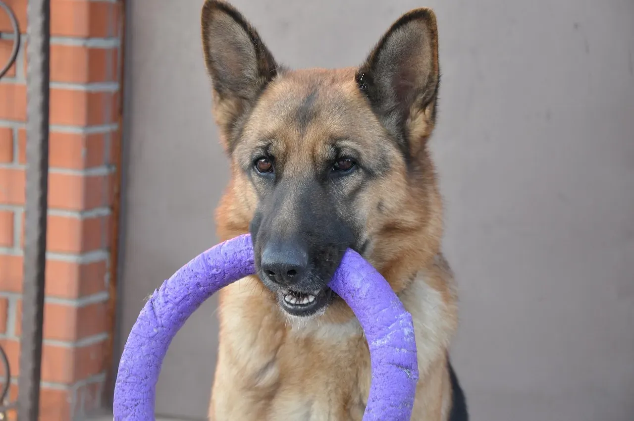 The Puzzle Toy Master: The Intelligent Problem Solver (Image Credits: Pixabay)