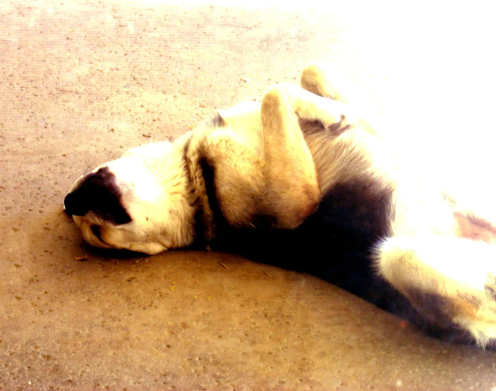#2. They Sleep Deeply and in Exposed Positions Close to You (Sleeping Dog, CC BY 2.0)