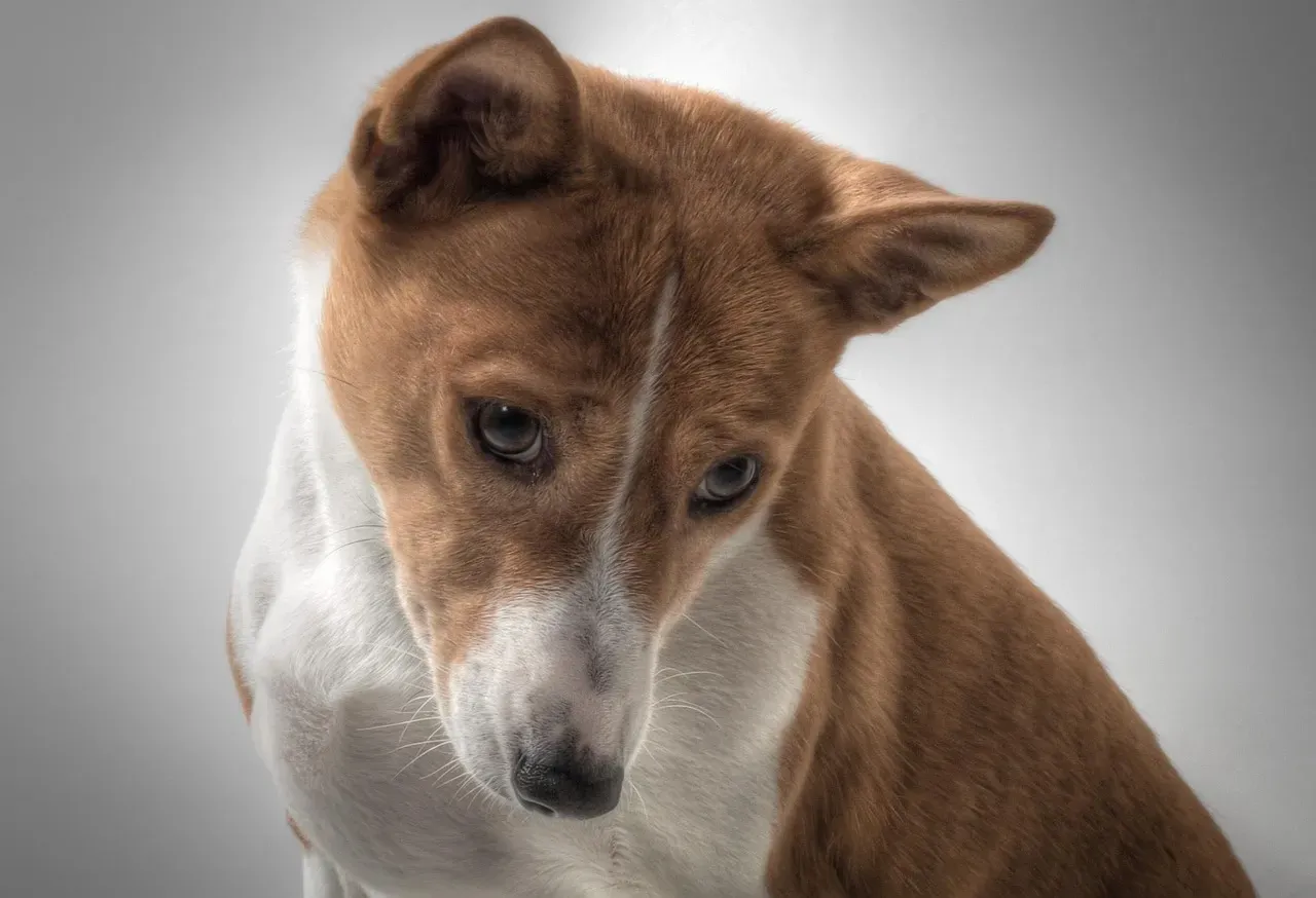 1. The Basenji: The Dog That Doesn't Really Bark (Image Credits: Pixabay)