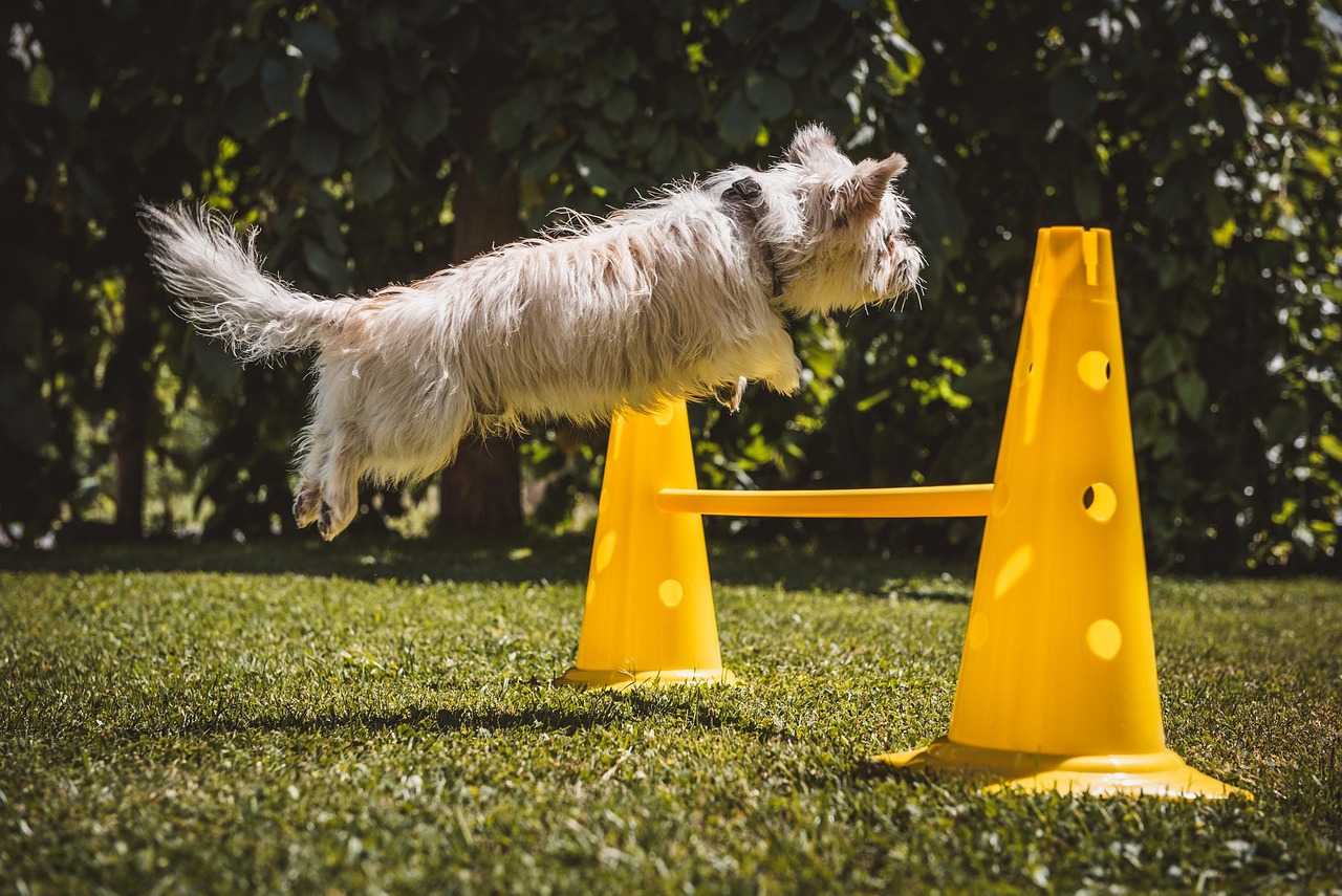 Setting Your Small Dog Up For Success (Image Credits: Pixabay)