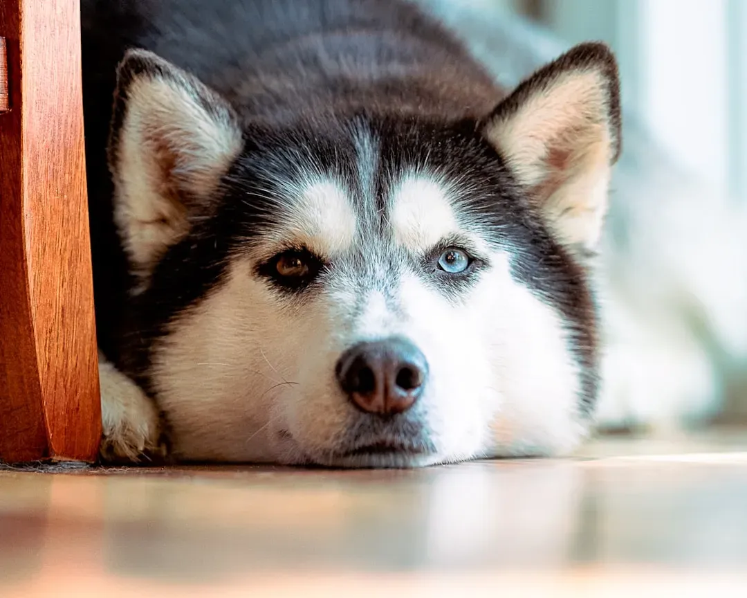 The Science Behind the Bond: Why We Choose the Dogs We Do (Image Credits: Unsplash)