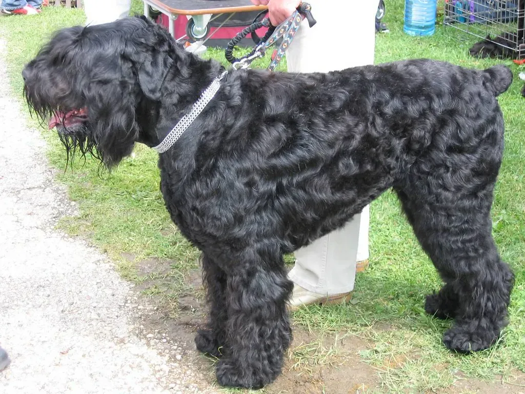 Giant Schnauzers: The Furry Guardians (Image Credits: Flickr)