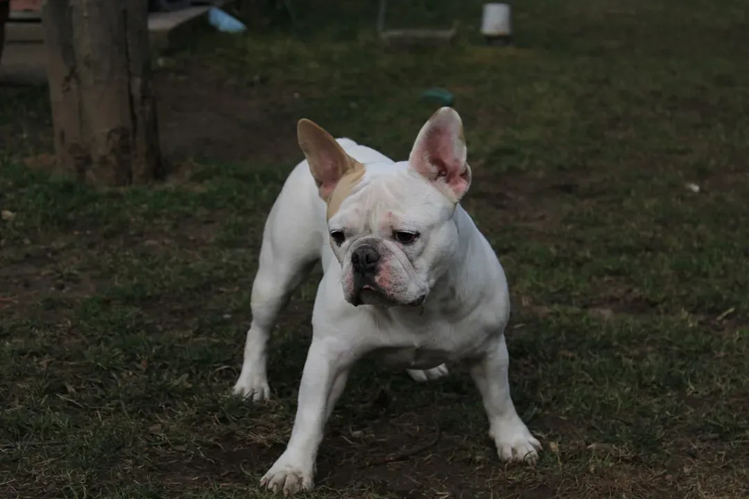 French Bulldogs: Big Personality, Small Bark (Image Credits: Unsplash)