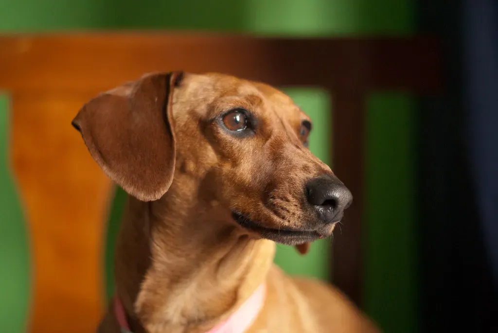 6. Rushing Them Through Their Walks (Tom Newby Photography, Flickr, CC BY 2.0)