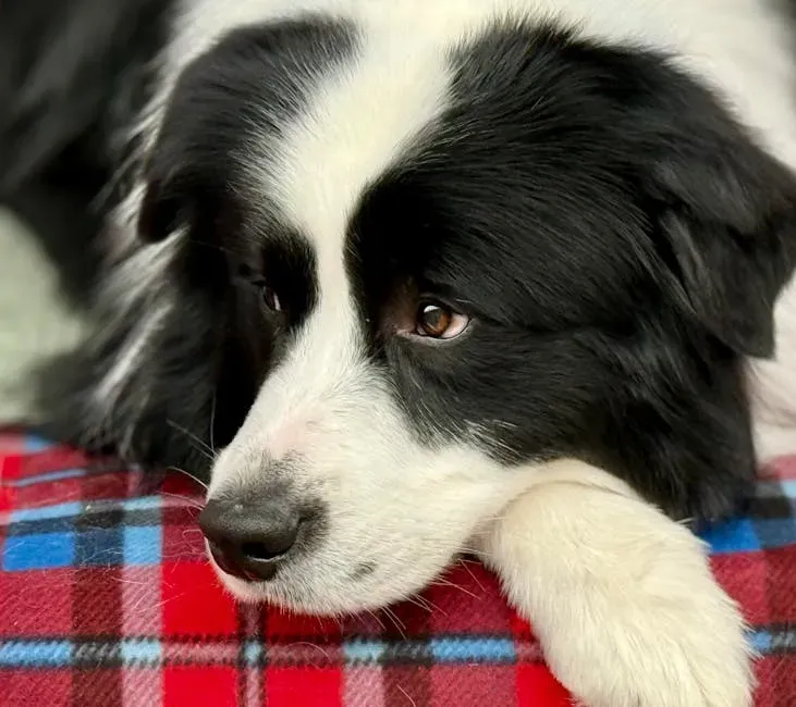 #12. Pisces (February 19 – March 20): The Border Collie (Image Credits: Pexels)