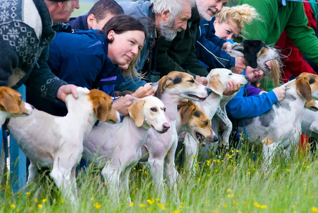 Conclusion: The Incredible Power of the Canine Nose (Image Credits: Flickr)