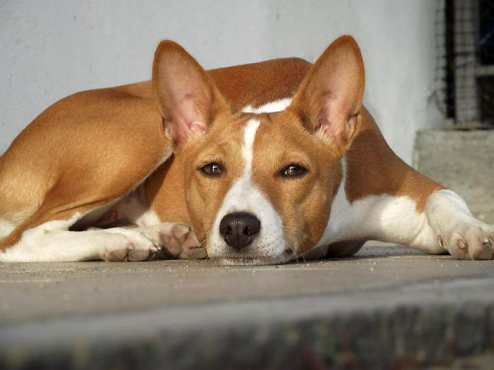 Basenji: The Independent Thinker (Image Credits: Wikimedia)