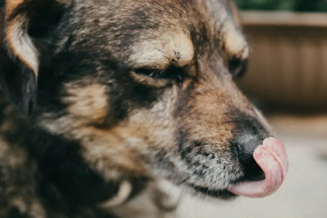 When to Allow It and When to Gently Stop It (Image Credits: Unsplash)