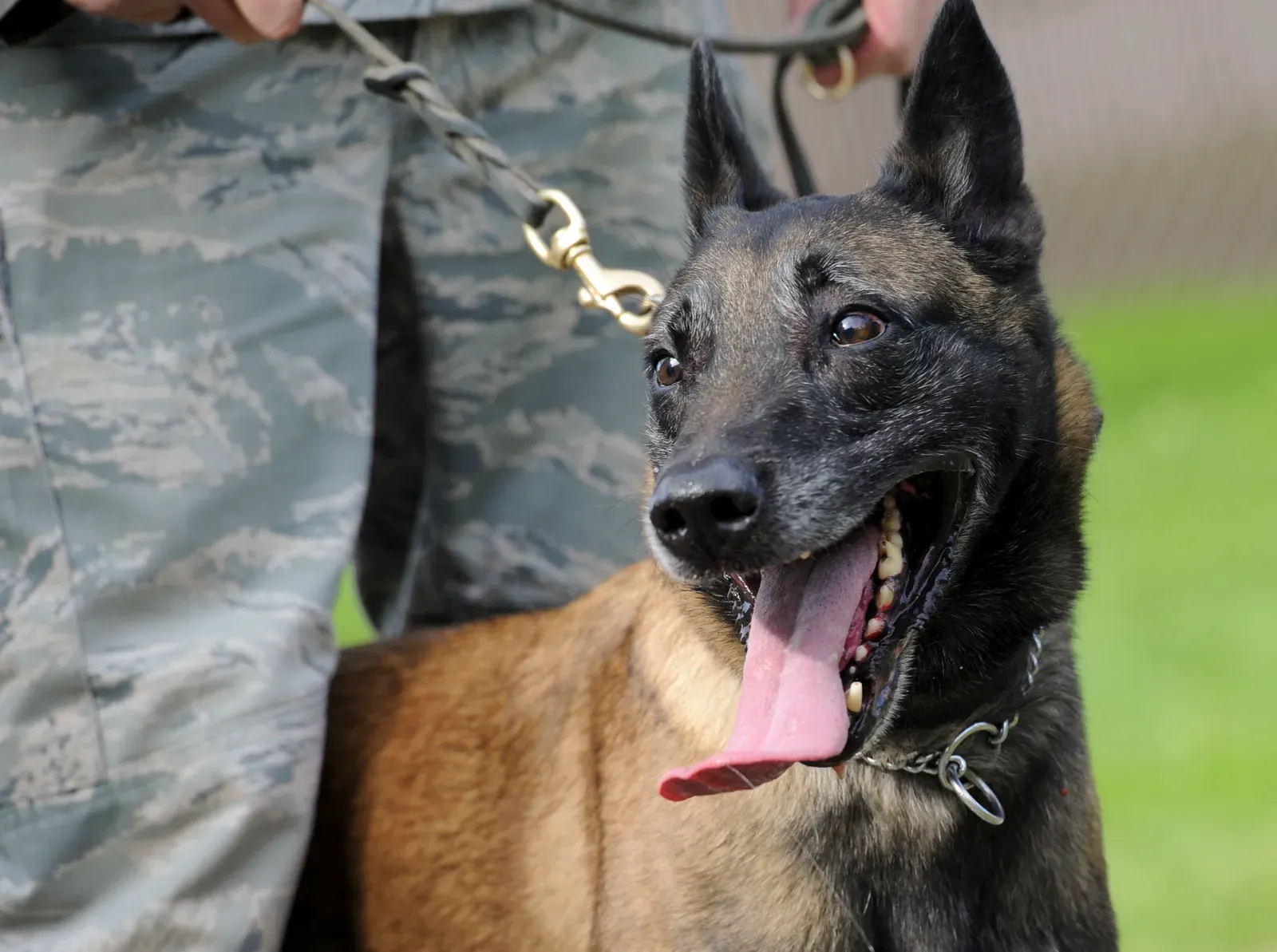 8. Training Is a Lifelong Commitment, Not a Puppy Phase (By Justin Connaher, Public domain)