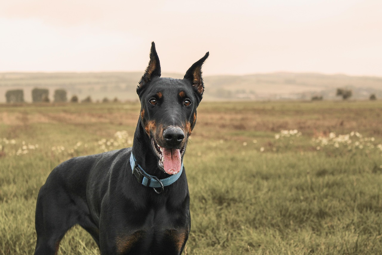 Doberman Pinscher: The Lightning-Quick Fire Spirit (Image Credits: Pixabay)