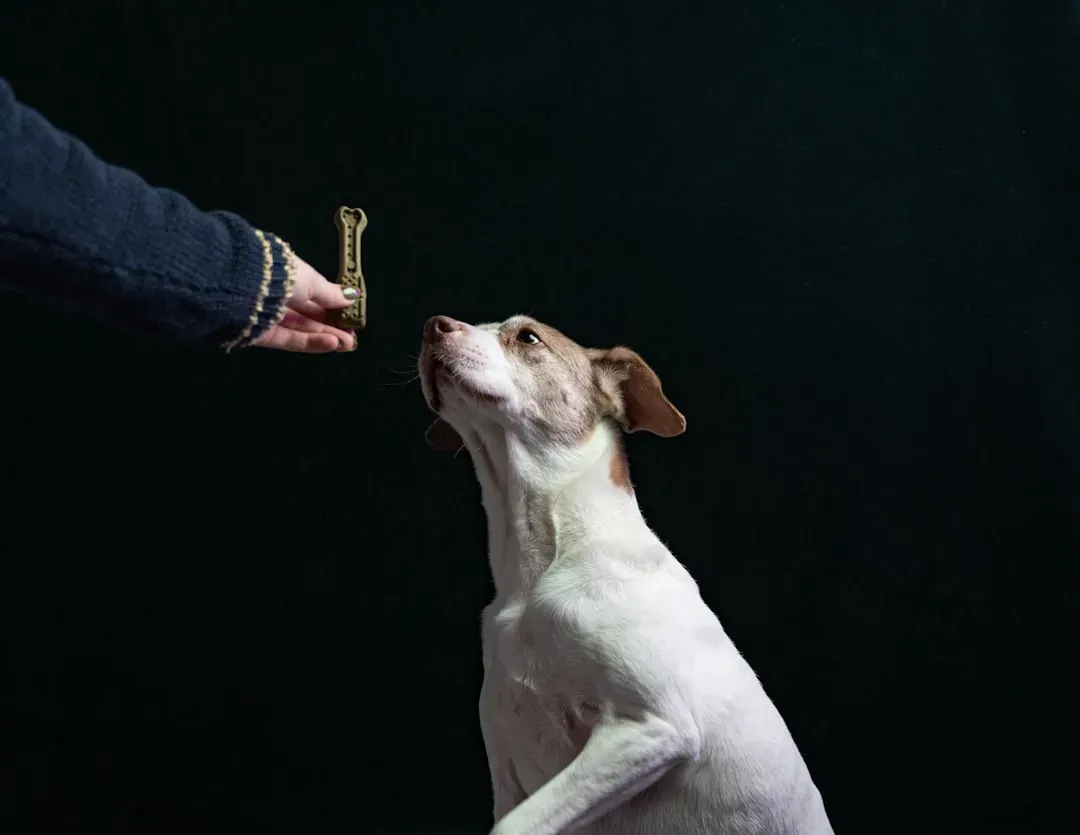 #12 – Old Dogs Learn More Than We Gave Them Credit For (Image Credits: Unsplash)