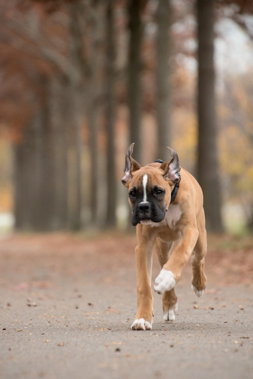 Boxer (Image Credits: Pixabay)