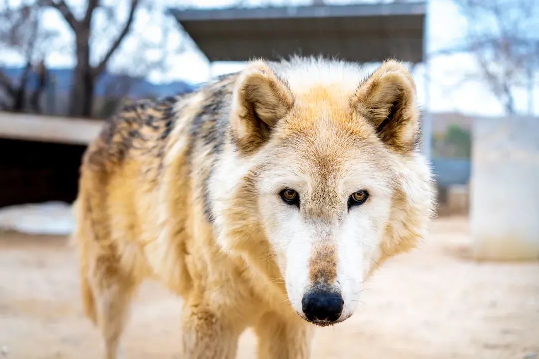 #12. Pisces - The Omega Pup (Pack Caretaker) (Image Credits: Unsplash)