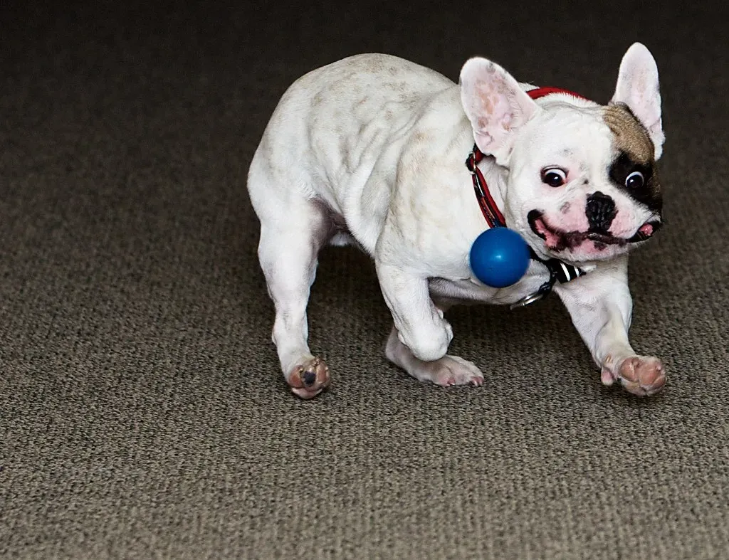 6. French Bulldog: The Quiet Little Charmer (Image Credits: Flickr)