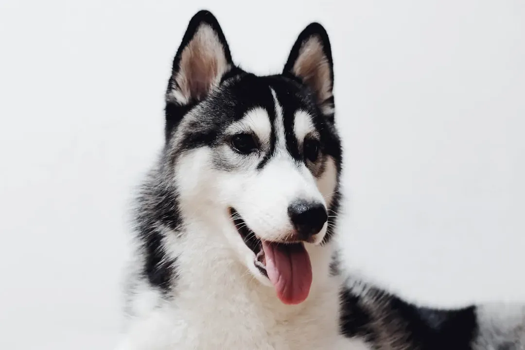 Alaskan Malamute: The Arctic Powerhouse (Image Credits: Unsplash)