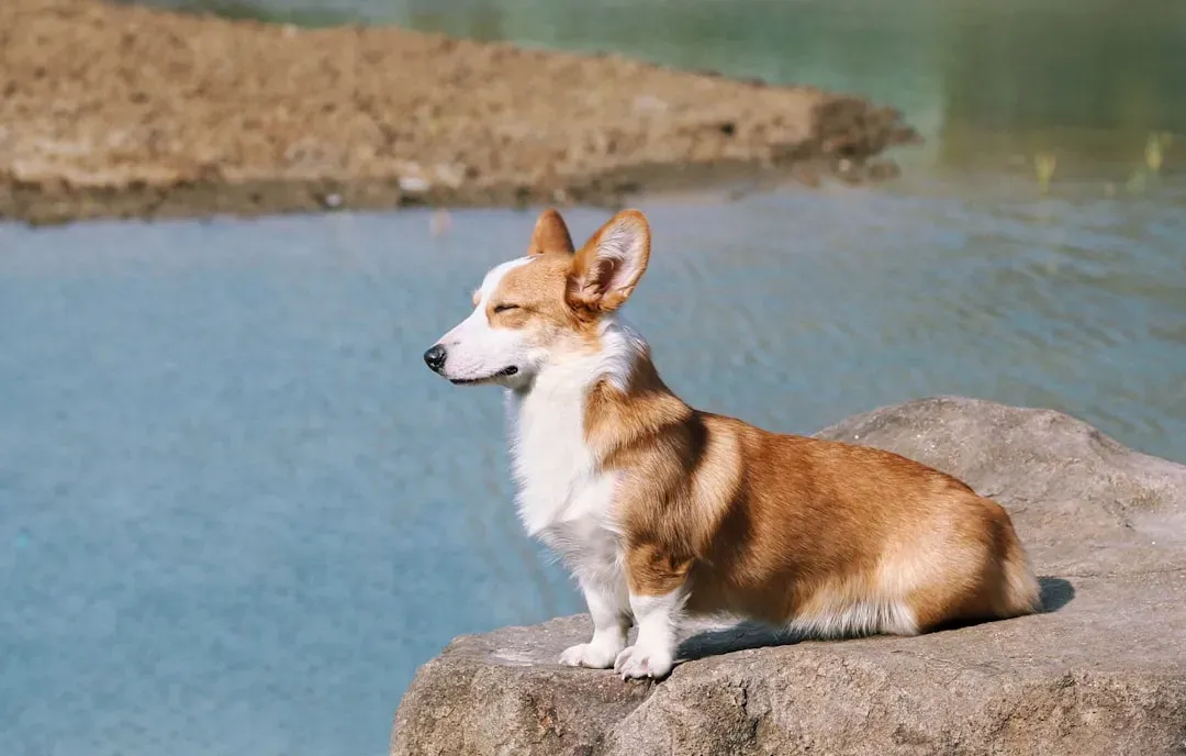 They Show Calm Behavior When You Leave (Image Credits: Unsplash)