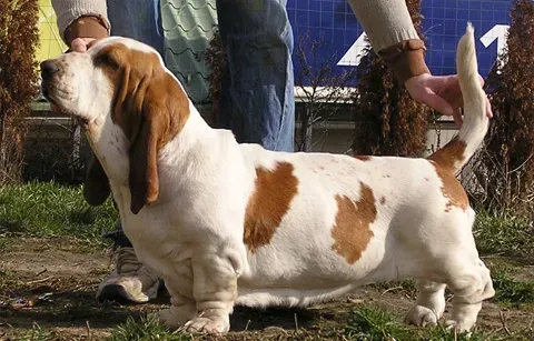 The Beagle's Cousin: The Basset Hound's Mournful Monologues (By Csucsu, Public domain)