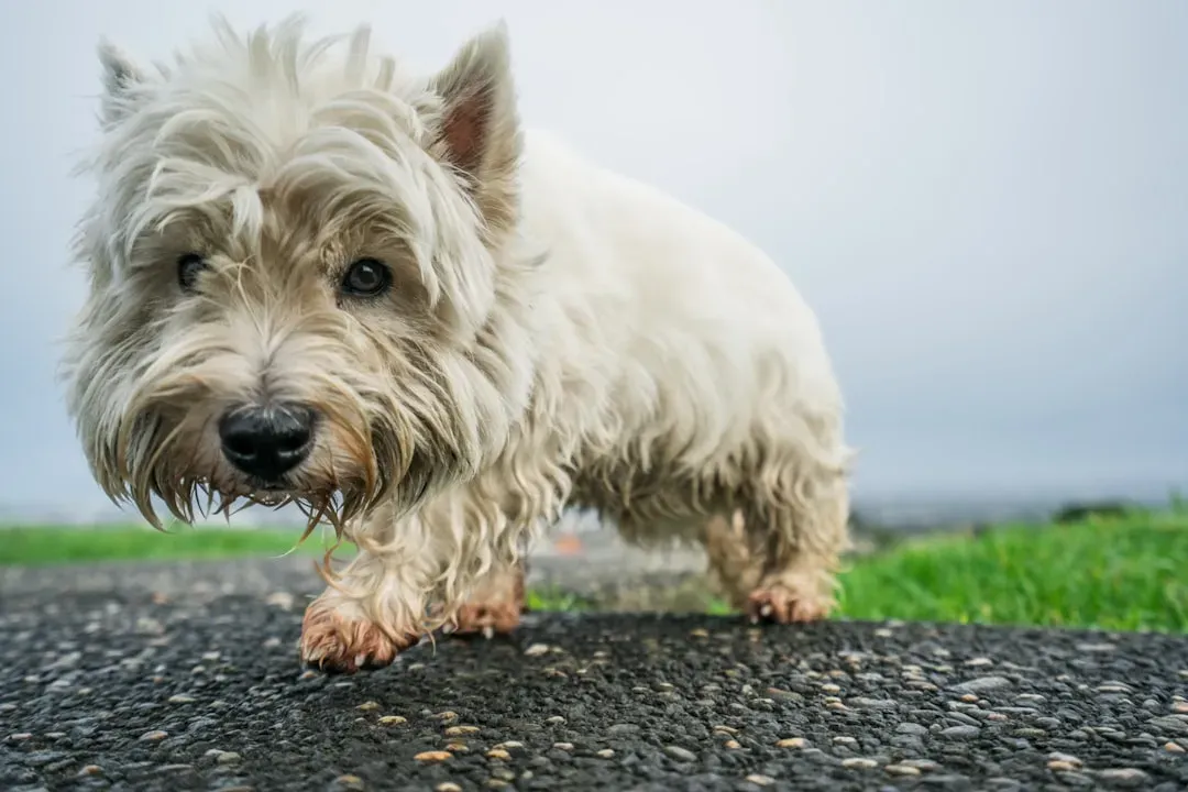 7. Yorkshire Terrier: The Glamorous Diva (Image Credits: Unsplash)