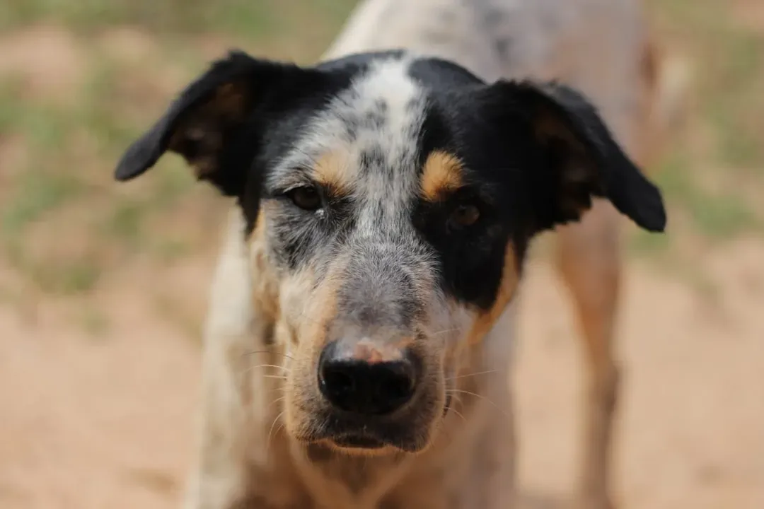 #6 - The Ugly Truth About Where the Dog Really Came From (Image Credits: Unsplash)