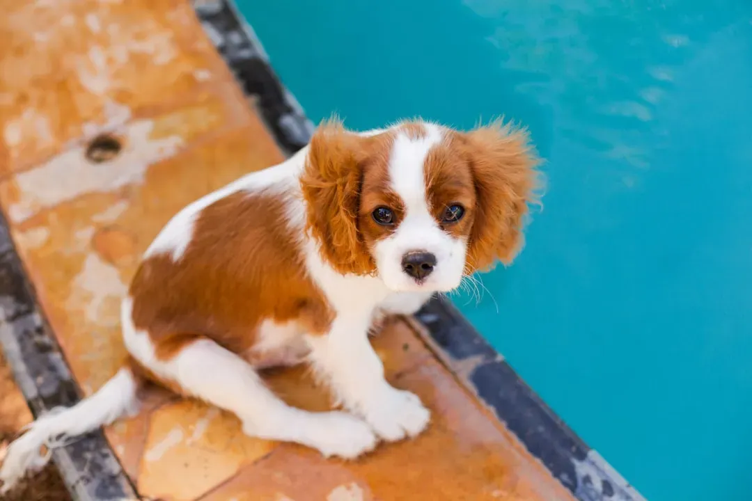 2. Cavalier King Charles Spaniel - The Gentle Road Tripper (Image Credits: Unsplash)