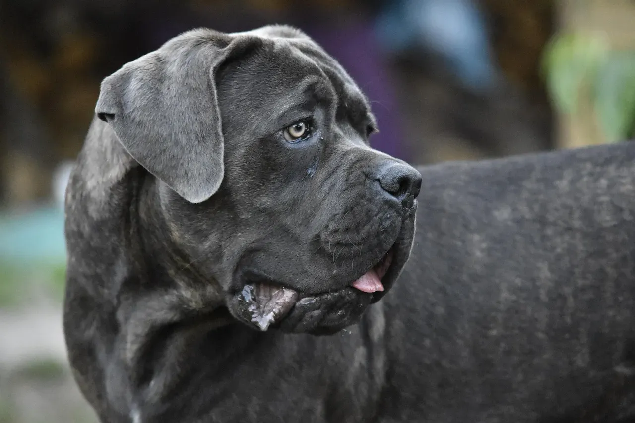 #8. Scorpio (October 23 – November 21): The Doberman Pinscher or Cane Corso (Image Credits: Pixabay)