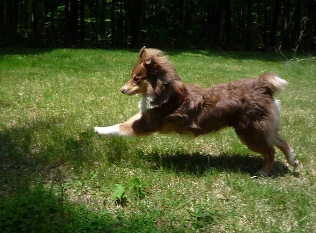 Old T-Shirts and Socks: The Ultimate Comfort Toys (Image Credits: Flickr)