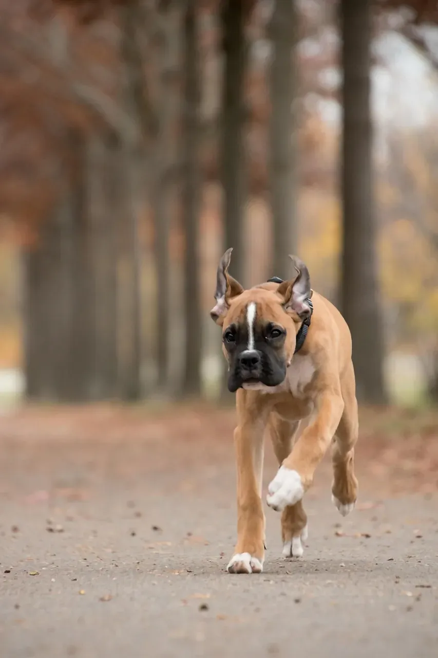 Boxer: The Playful Sentinel (Image Credits: Pixabay)