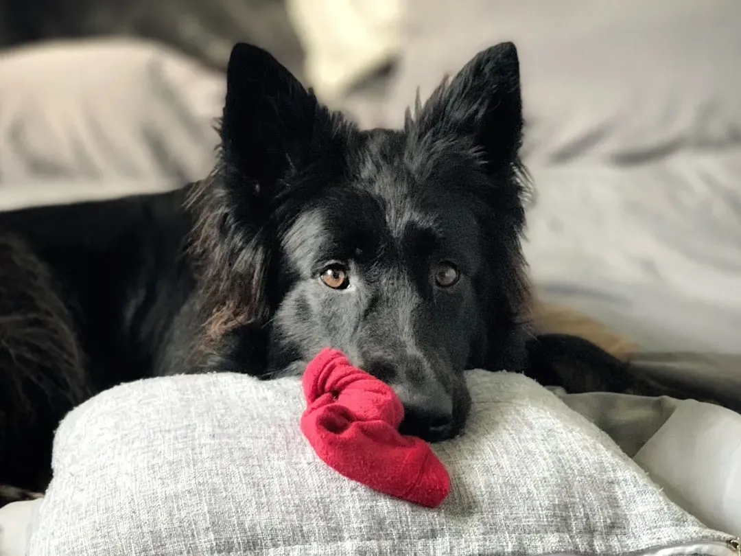 #2 - The Sock-Gifting Delivery Route (Image Credits: Unsplash)