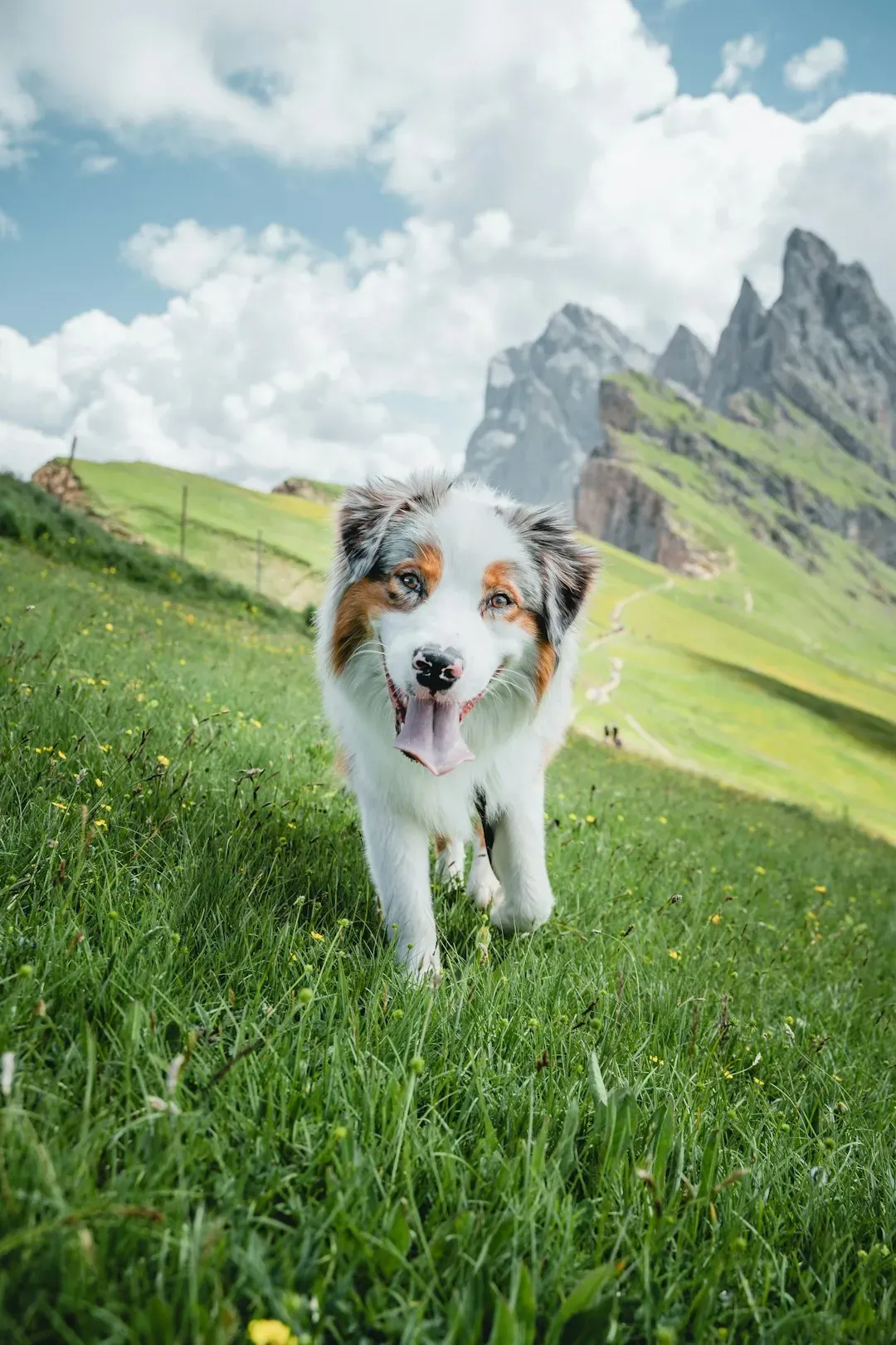Australian Shepherd (Image Credits: Unsplash)