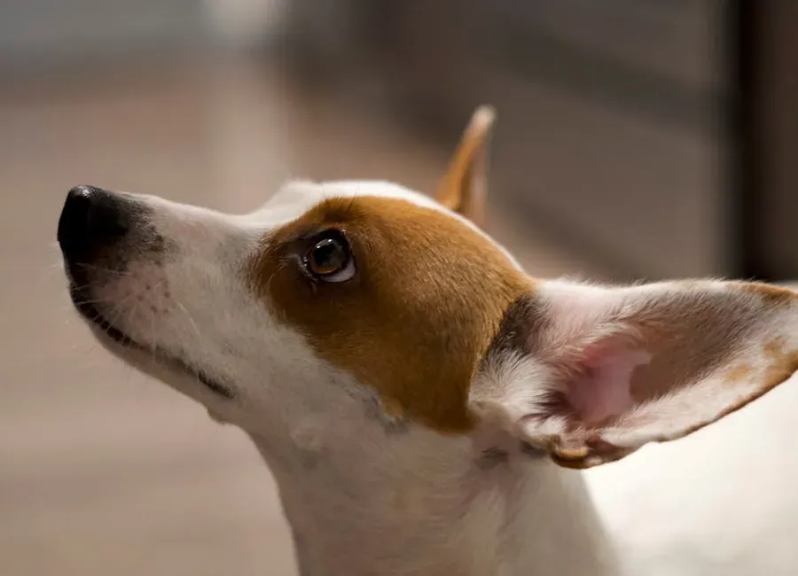 What to Do When Your Dog Is Trying to Tell You Something (Image Credits: Pexels)