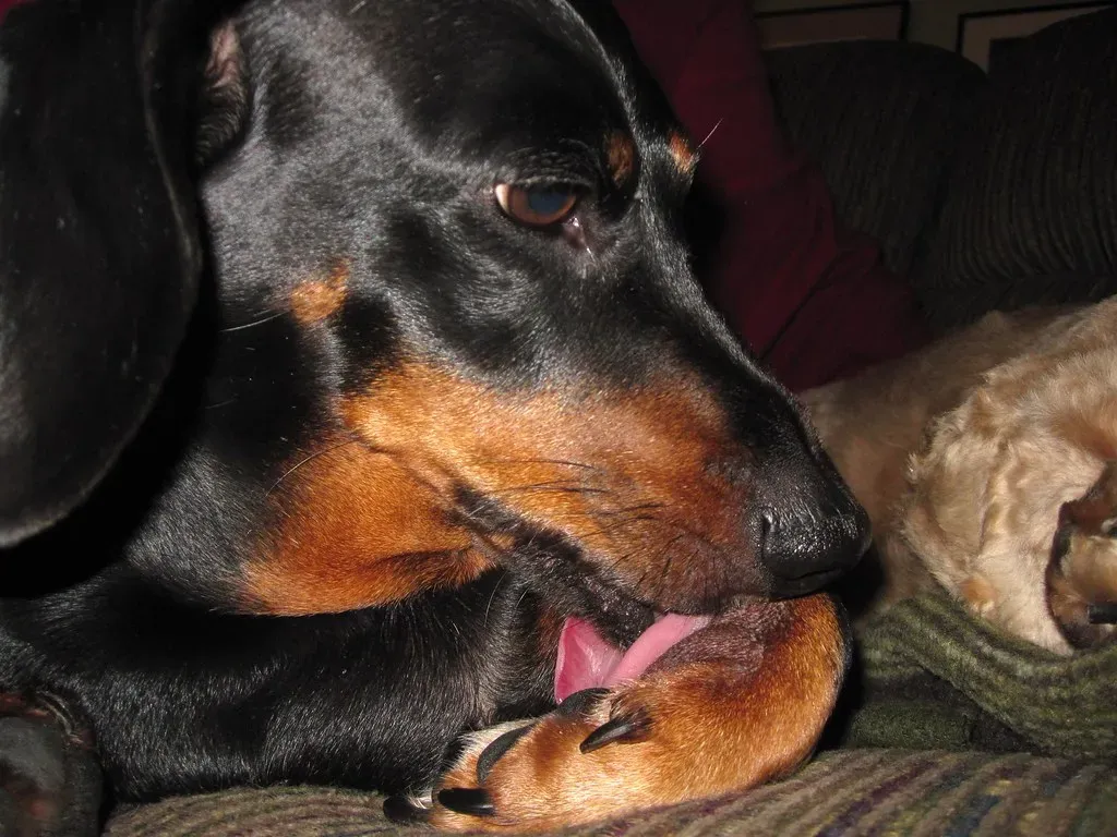 How to Help Your Dog: Prevention Tips and When to See a Vet (Tobyotter, Flickr, CC BY 2.0)